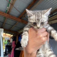 子猫 3ヶ月くらい 4匹