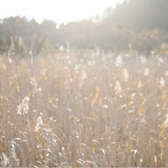 送迎あり10/19 昭和村で伝統行事で使うためのカヤ刈と蕎麦打ち