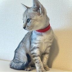 赤リボンちゃん里親様決定！ - 松山市