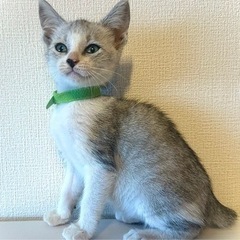 緑リボン君里親様決定！