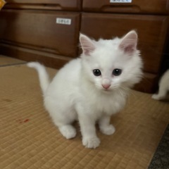 「募集〆切ます。里親さん決まりました」生後２か月３兄弟(届け済)