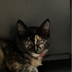 サビ猫ちゃん保護しました。