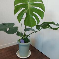 観葉植物　モンステラ5