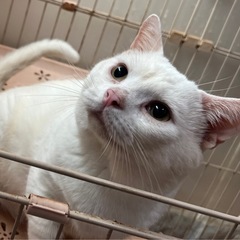 短足マンチカン ７歳