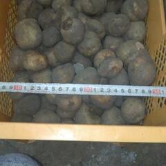 【大量】ホームコンテナ（黄）の画像