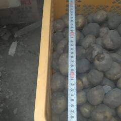 【大量】ホームコンテナ（黄）の画像