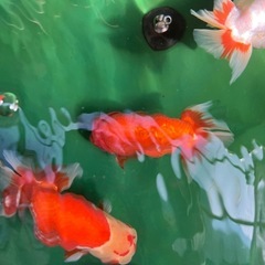 らんちゅう