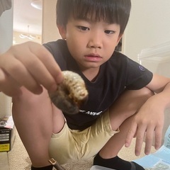 カブトムシ幼虫、お譲りします