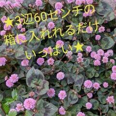 ★可愛いピンクのお花☆ヒメツルソバ (ポリゴナム) 多年草 ★抜き苗★