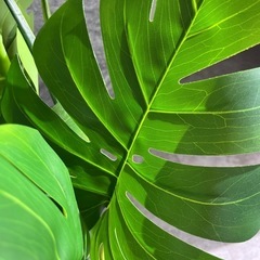 IKEA 人工観葉植物の画像