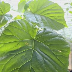 ◼️フィカスウンベラータ◼️７号陶器鉢付き　観葉植物の画像