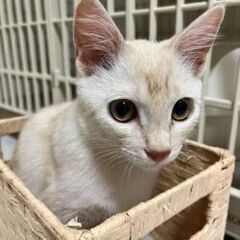 シャム系「きなこ♂」11/3石巻で里親探し会ですm(__)m　 - 石巻市