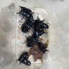 クワガタ