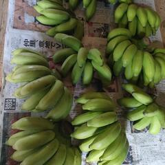 しまバナナ（島バナナ）1キロ４００円！