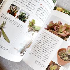 決まりました！育ててみたい美しい多肉植物の画像