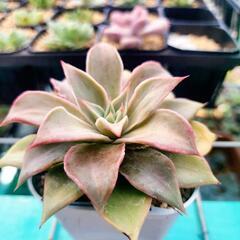 多肉植物マディバ