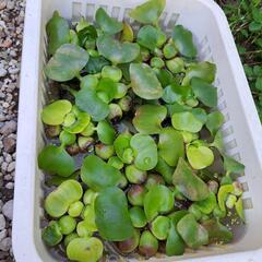 水草(ホテイアオイ)の画像