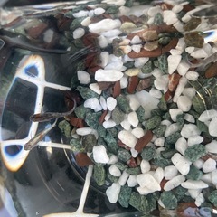 銀鱗紅玉　メダカ1ペア！の画像