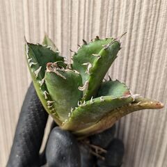 アガベ チタノタ 白鯨 TC 【5】