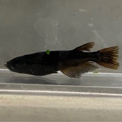 メダカ　火炎黒龍　2ペア　10/13