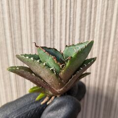 アガベ チタノタ 貔貅 TC 【8】