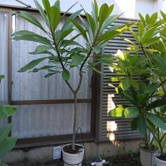 大型観葉植物　プルメリア
