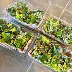 多肉植物カット苗の画像