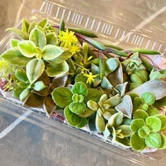 多肉植物カット苗の画像
