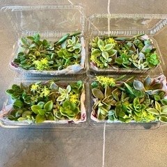 多肉植物カット苗