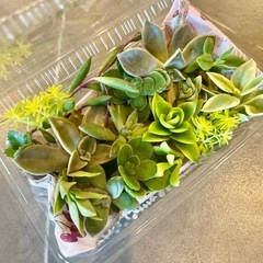 多肉植物カット苗の画像