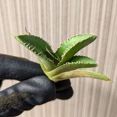 アガベ チタノタ 白豪刺 TC 【15】