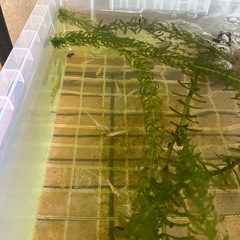 ヒメダカ　限定1名様　の画像