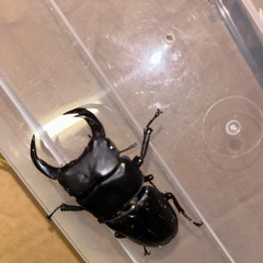 オオクワガタ能勢産YG血統ペアの画像