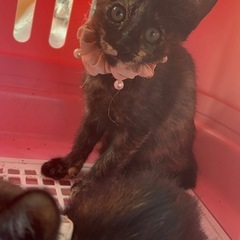 🌸🐈可愛いサビの仔猫さん🐈🌸