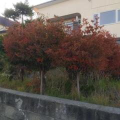 【無料！】樹木、岩の画像