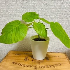 【11月末まで】フィカス・ウンベラータ 苗ポット　