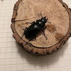 ギラファノコギリクワガタ　ペア④の画像