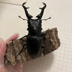 ギラファノコギリクワガタ　ペア④の画像