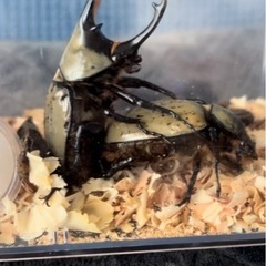グラントシロカブトCBF1 幼虫１匹