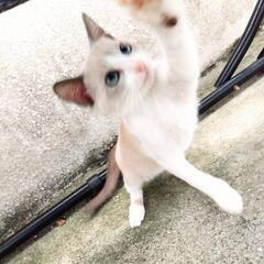 仔猫 トンキニーズとスノーシューのミックス