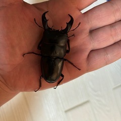 アマミヒラタクワガタ70㍉ ペア