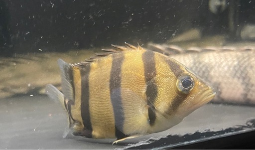 売約済フォーバータイガー　インド産　ダトニオ