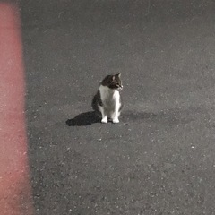 ゆるく、お散歩🍂