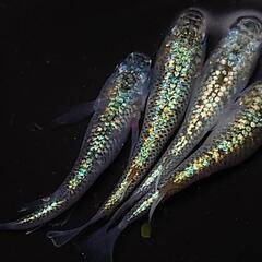 🐟️コバルトアンバー🐟️　２ペア❗️キレイです✨️ №22の画像
