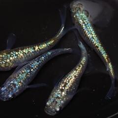 🐟️コバルトアンバー🐟️　２ペア❗️キレイです✨️ №22の画像