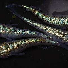 🐟️コバルトアンバー🐟️　２ペア❗️キレイです✨️ №22の画像