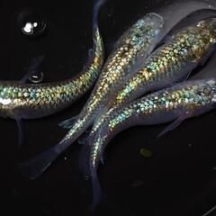 🐟️コバルトアンバー🐟️　２ペア❗️キレイです✨️ №22の画像