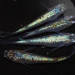 🐟️コバルトアンバー🐟️　２ペア❗️キレイです✨️ №23の画像