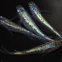 🐟️コバルトアンバー🐟️　２ペア❗️キレイです✨️ №23の画像