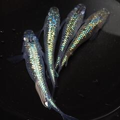 🐟️コバルトアンバー🐟️　２ペア❗️キレイです✨️ №23の画像